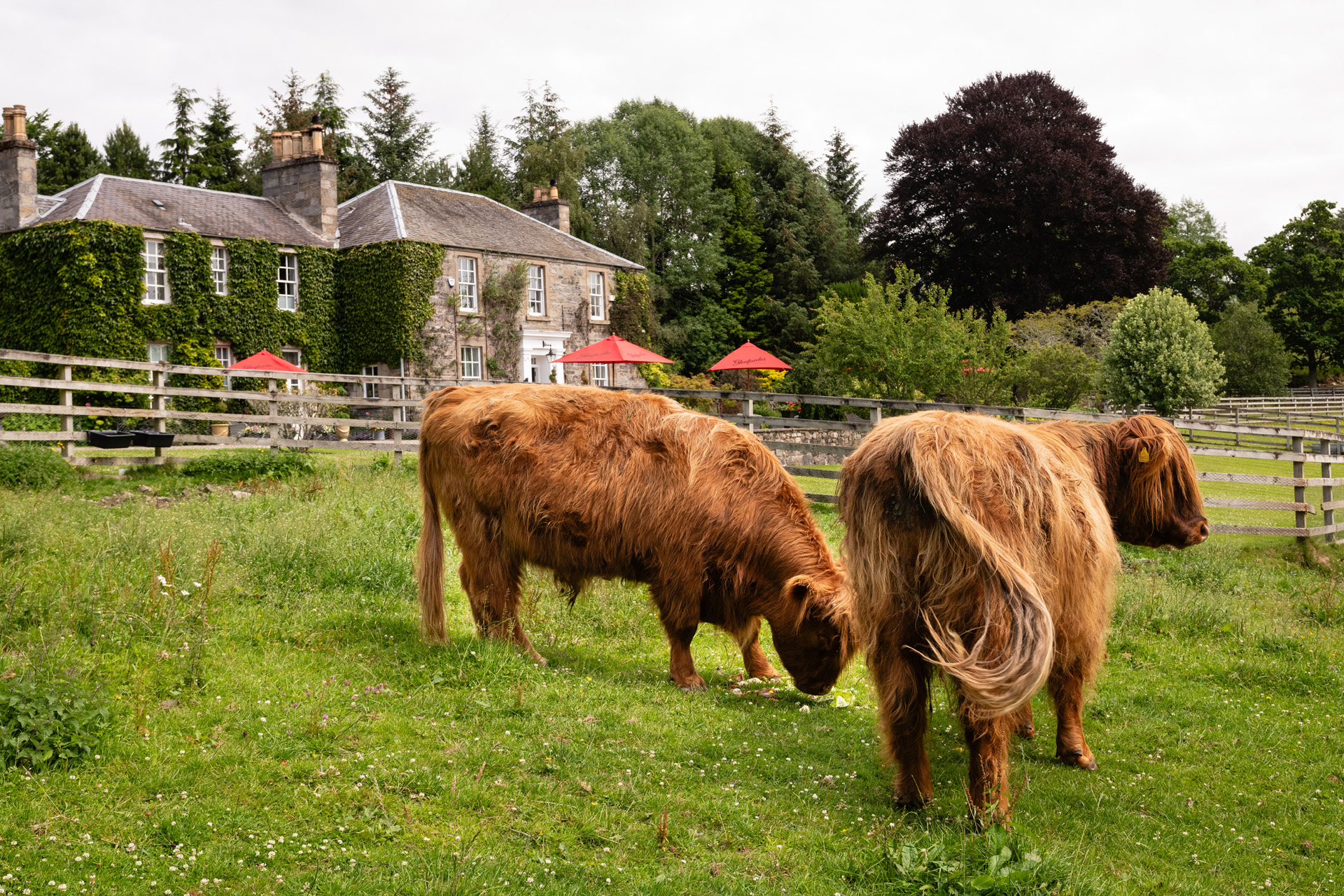 Highland cows at the Old Manse of Blair