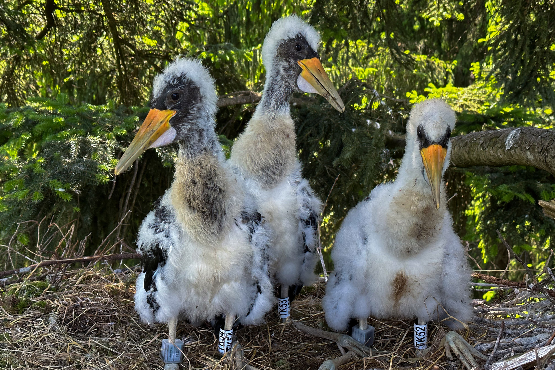 Black storks
