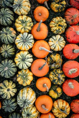 Multi-coloured pumpkins | October 2025 horoscope