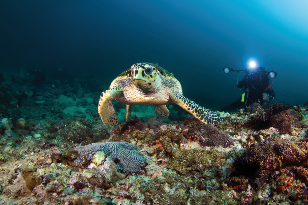 How My Kids Found Their Sea Legs: Scuba Diving In Oman