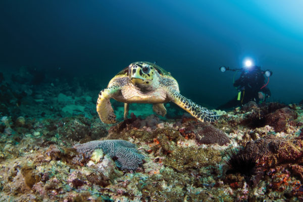 A turtle underwater with people scuba diving