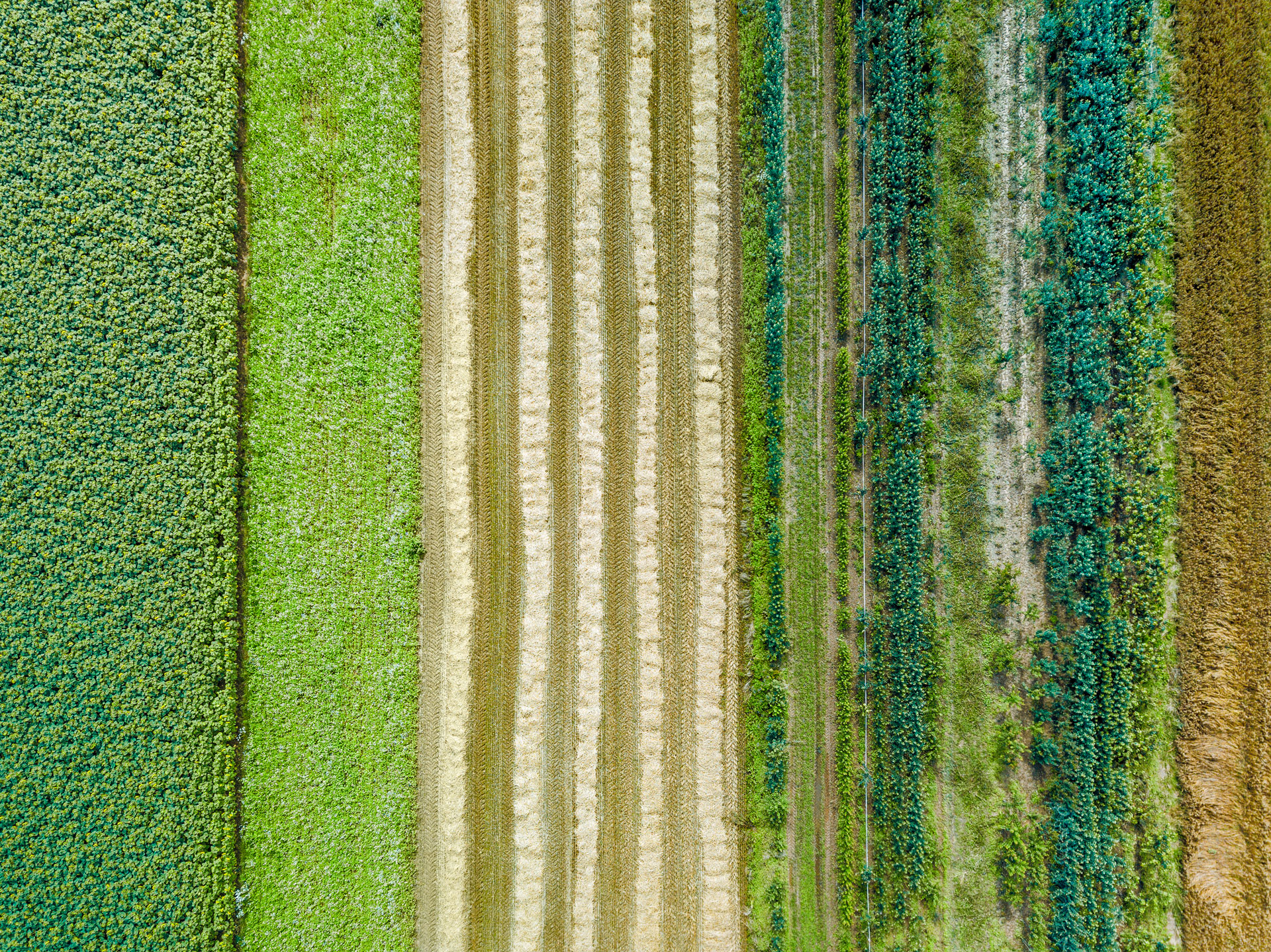 Aerial drone image of fields with diverse crop growth based on principle of polyculture and permaculture - stock photo