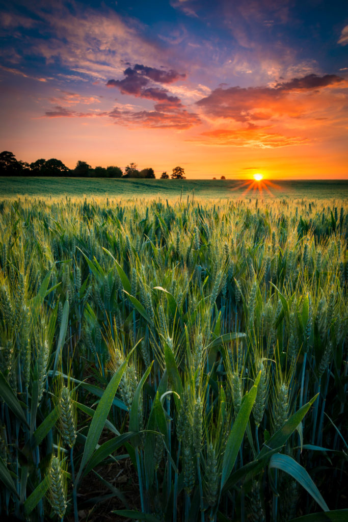 What Will Agriculture Look Like In 2050?