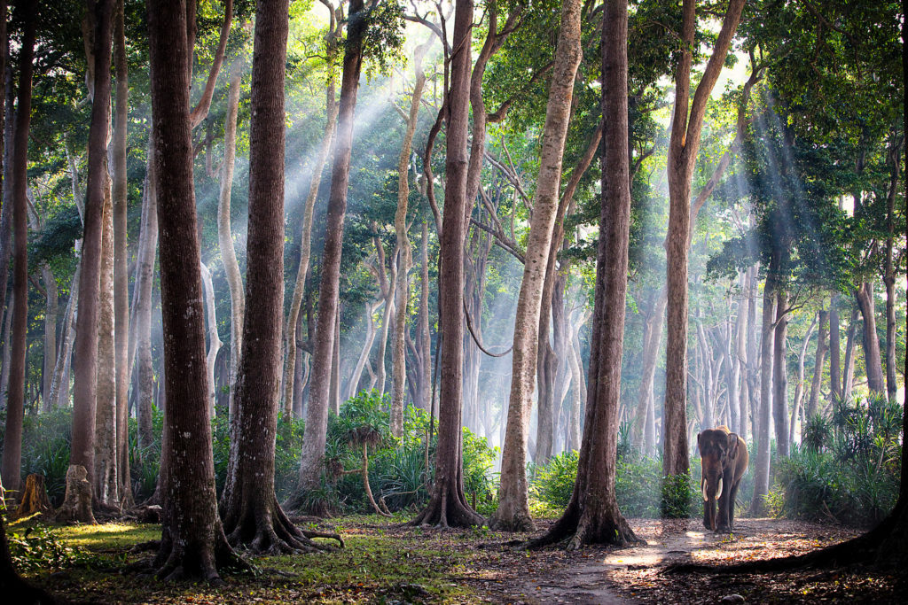 Elephant in the forest
