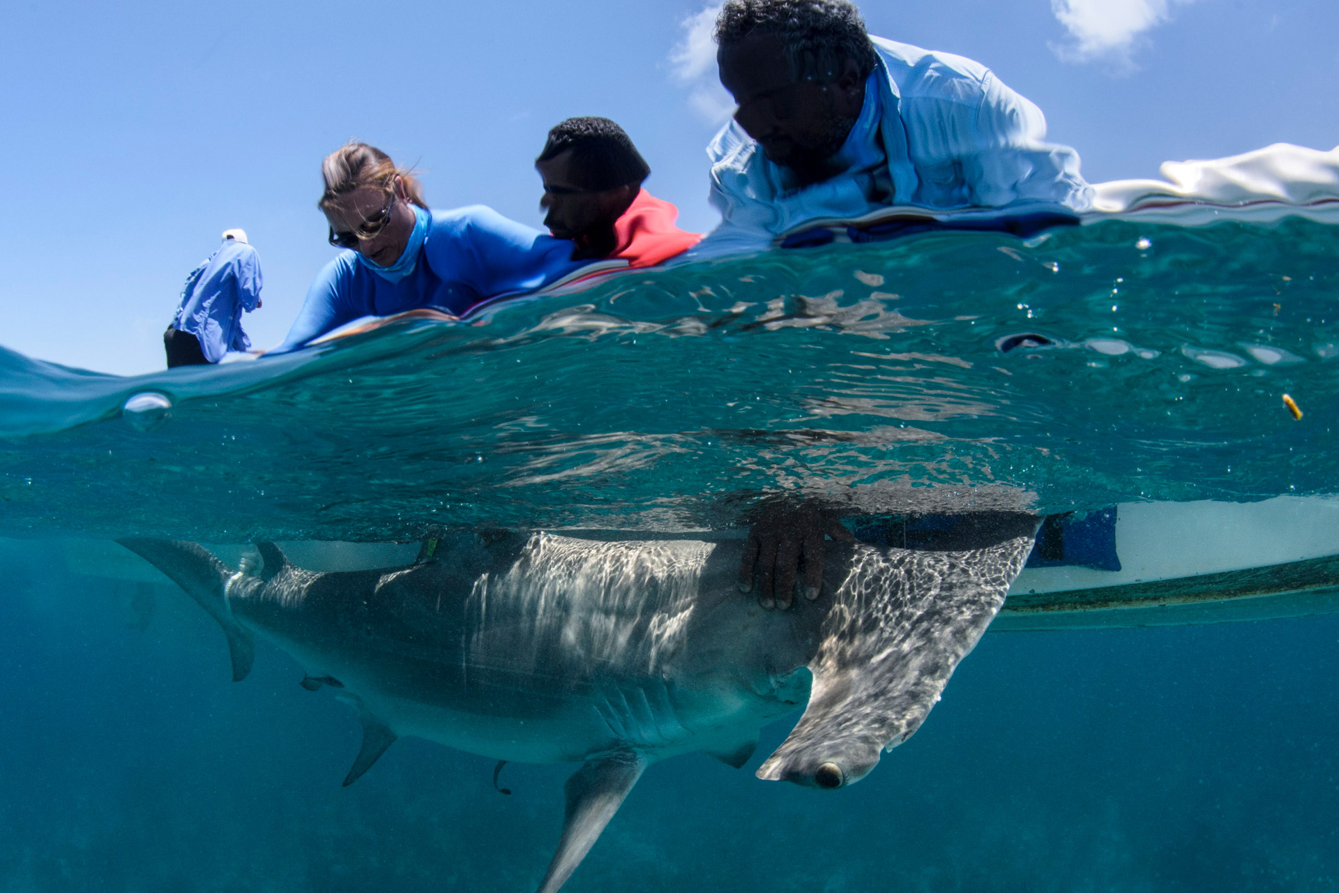 People in the sea with a shark