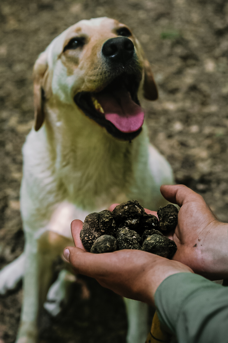 A truffle sniffing labrador