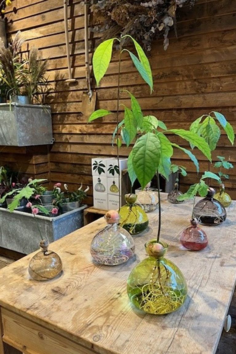 Rosebie Morton's October Gardening Guide 2025