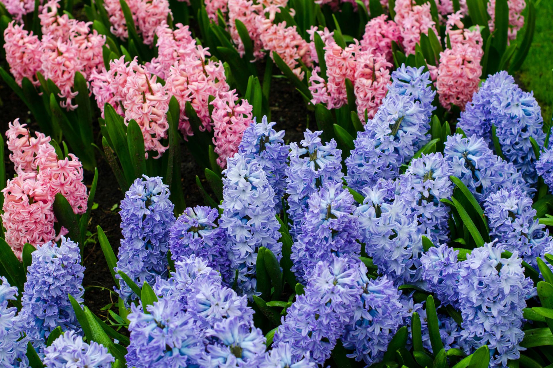 Hyacinths