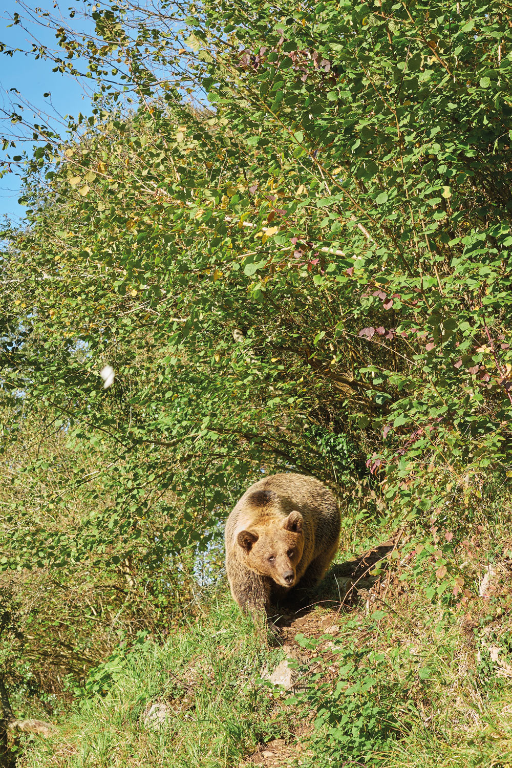 A brown bear in Spain