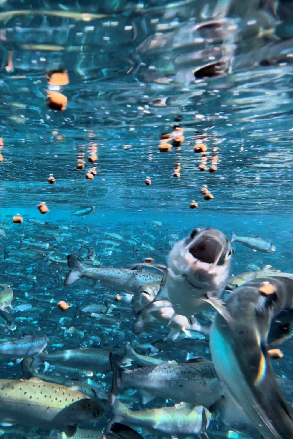Salmon in the sea