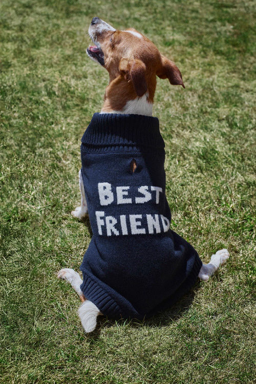 A dog wearing a sweater