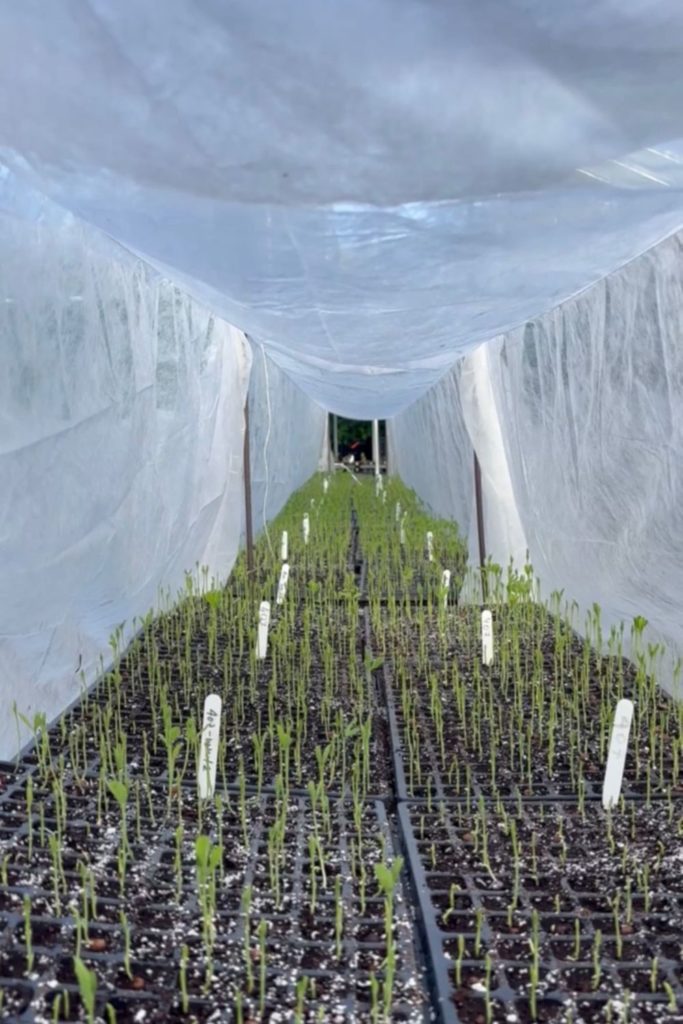 Rosebie Morton's November Gardening Guide 2025