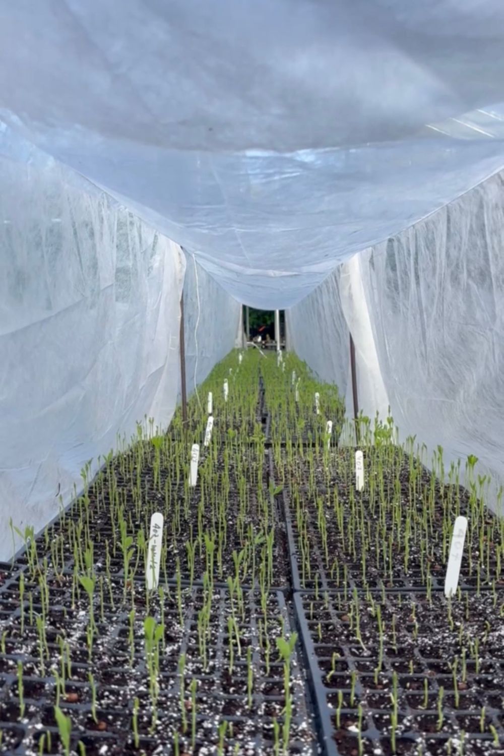 Rosebie Morton's November Gardening Guide 2025