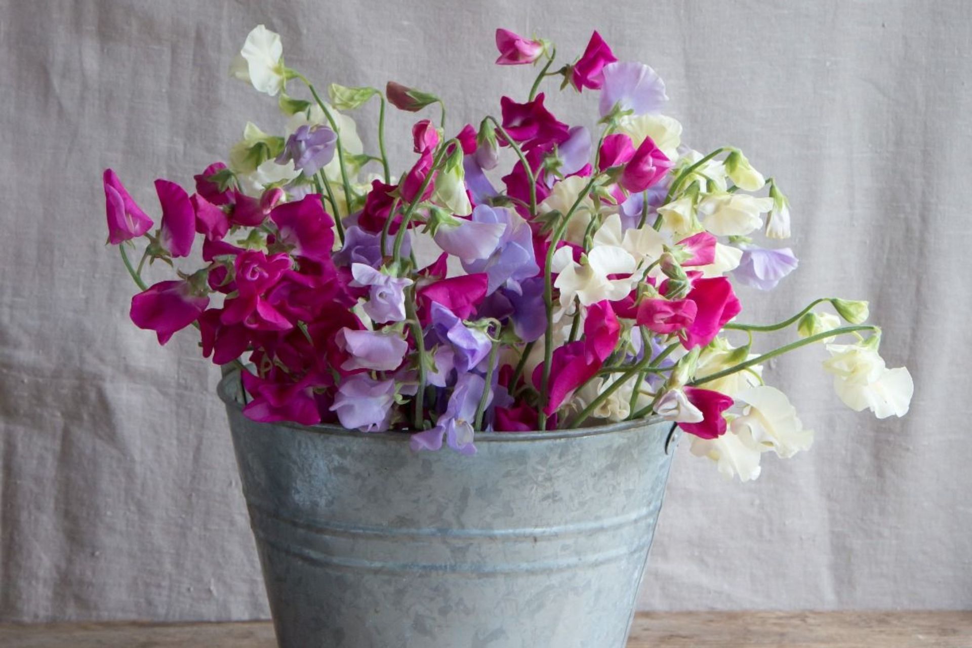 sweet peas