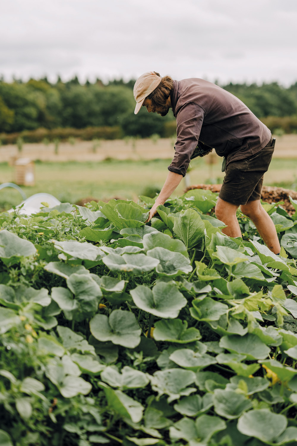 A farmer picking up vegetables