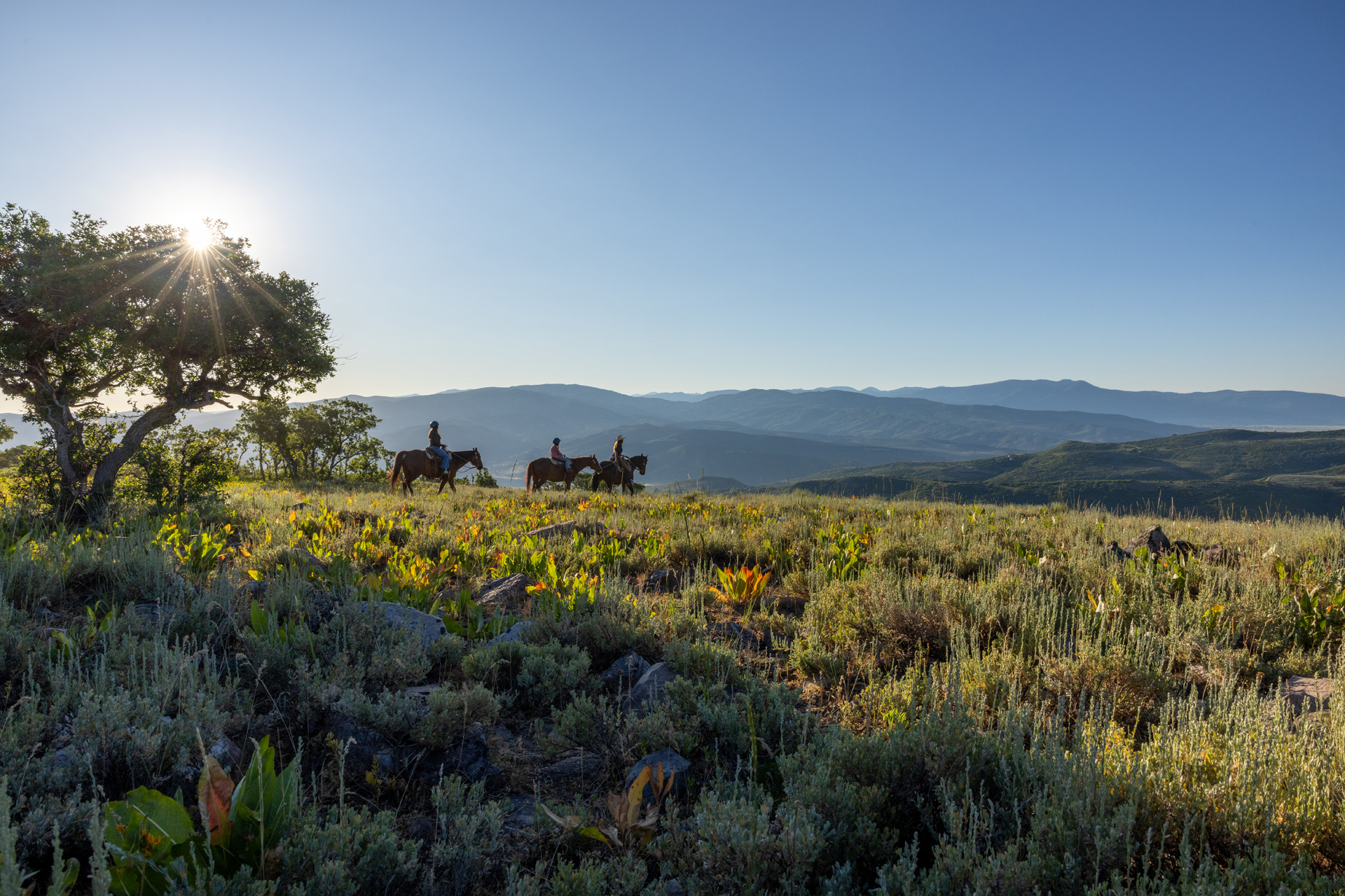 Horseriders in nature