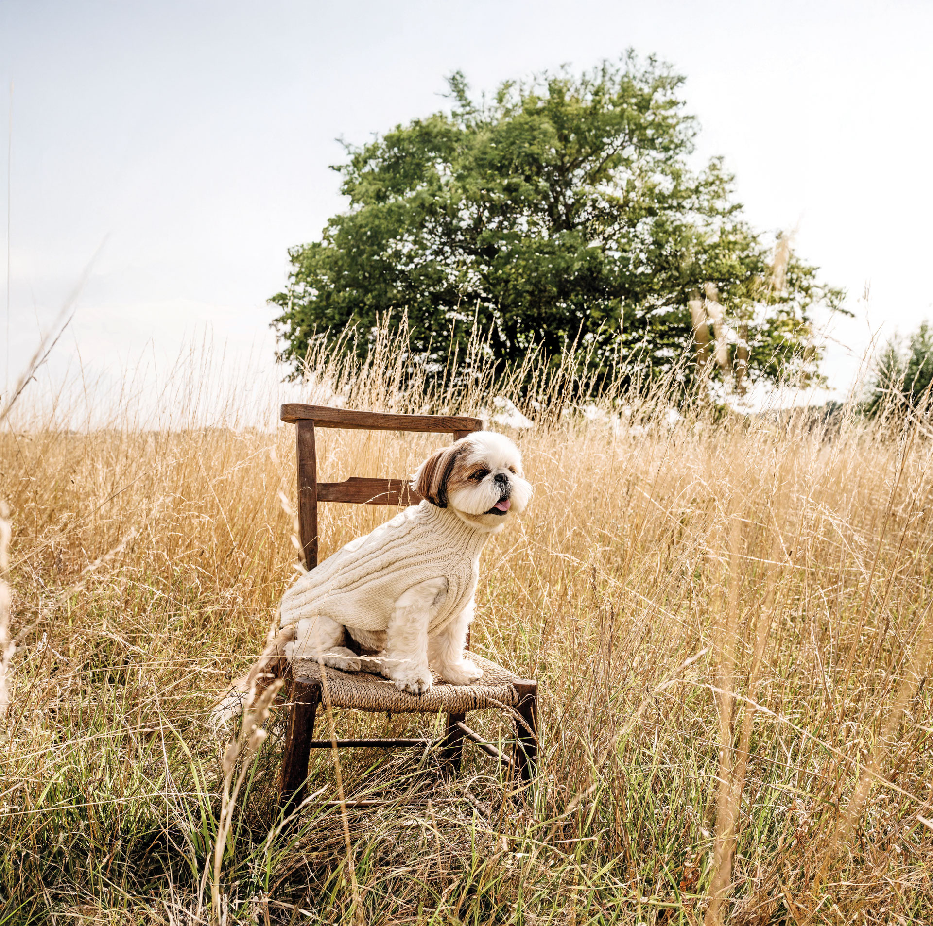 A dog in a jumper sits on a wooden chair in a wheat field