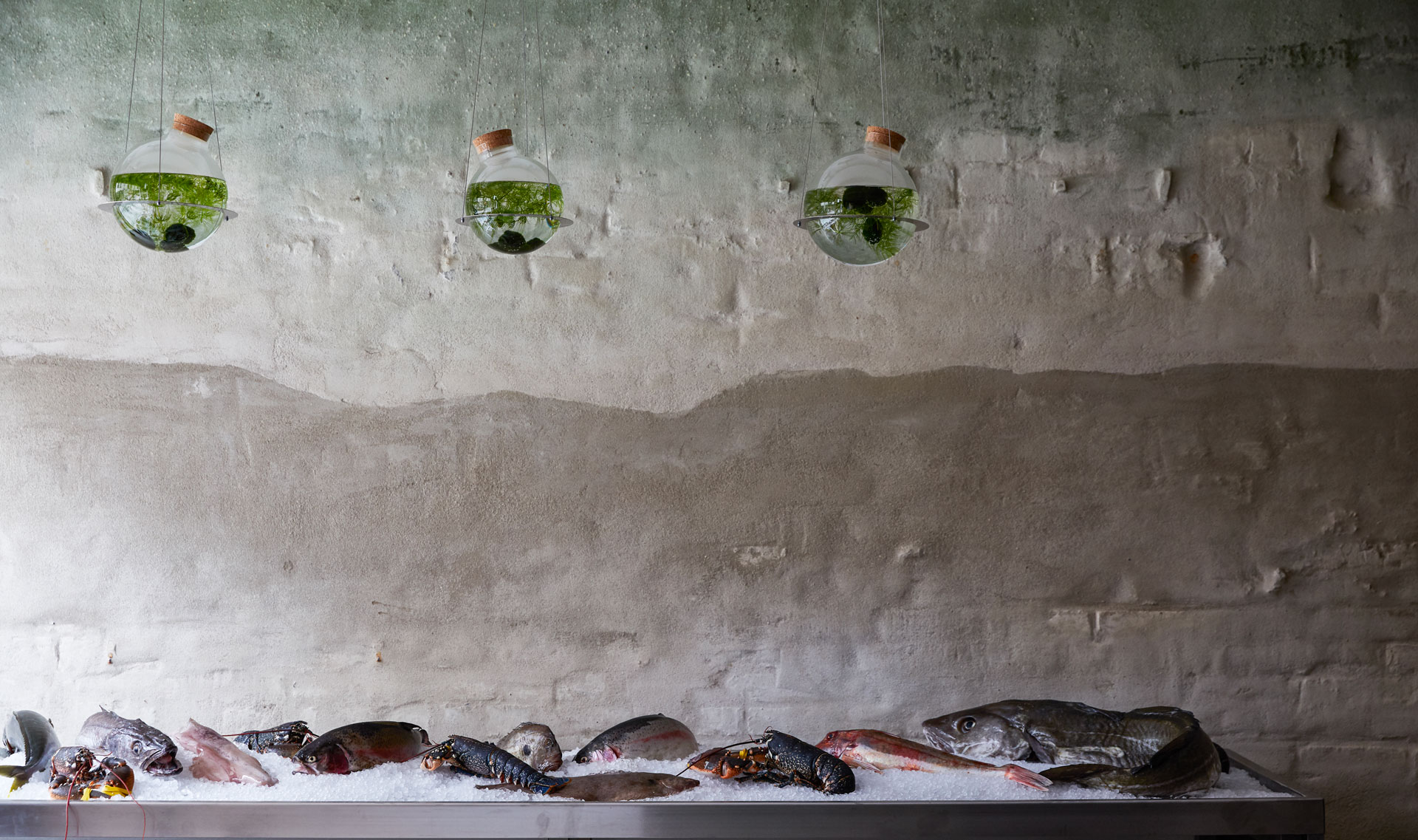 An image of the interiors of new Chelsea fish restaurant The Sea, The Sea. Fish are set on ice with a low stone ceiling.
