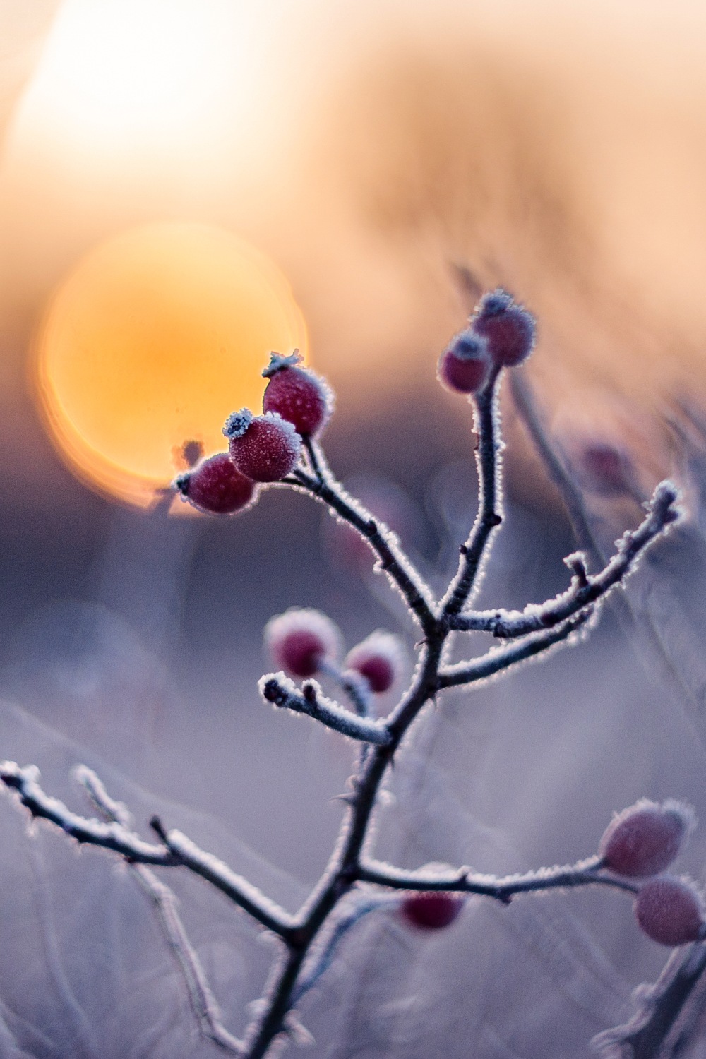 Frost on shrub with berries