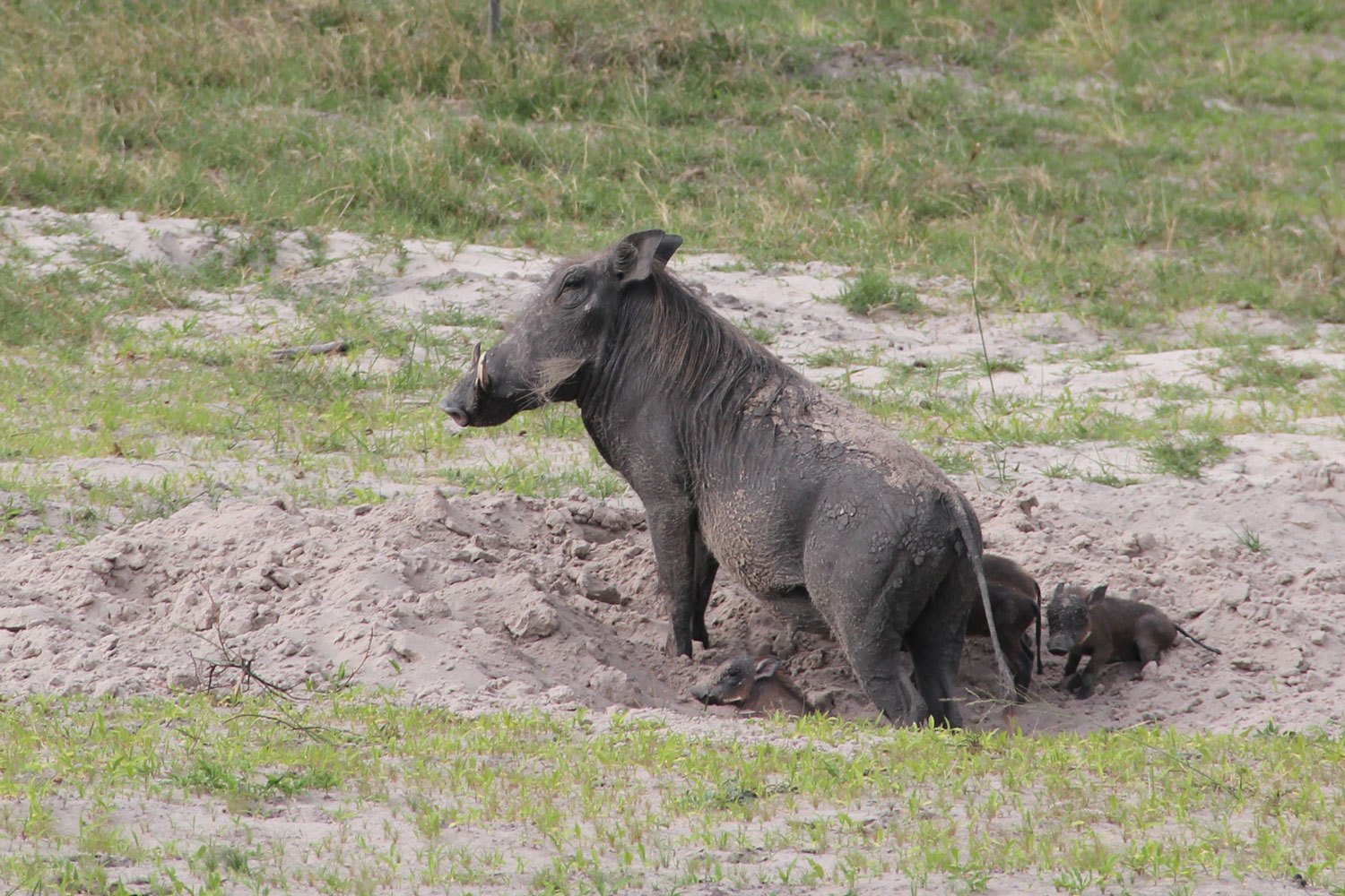 Warthog in the Okavango Delta