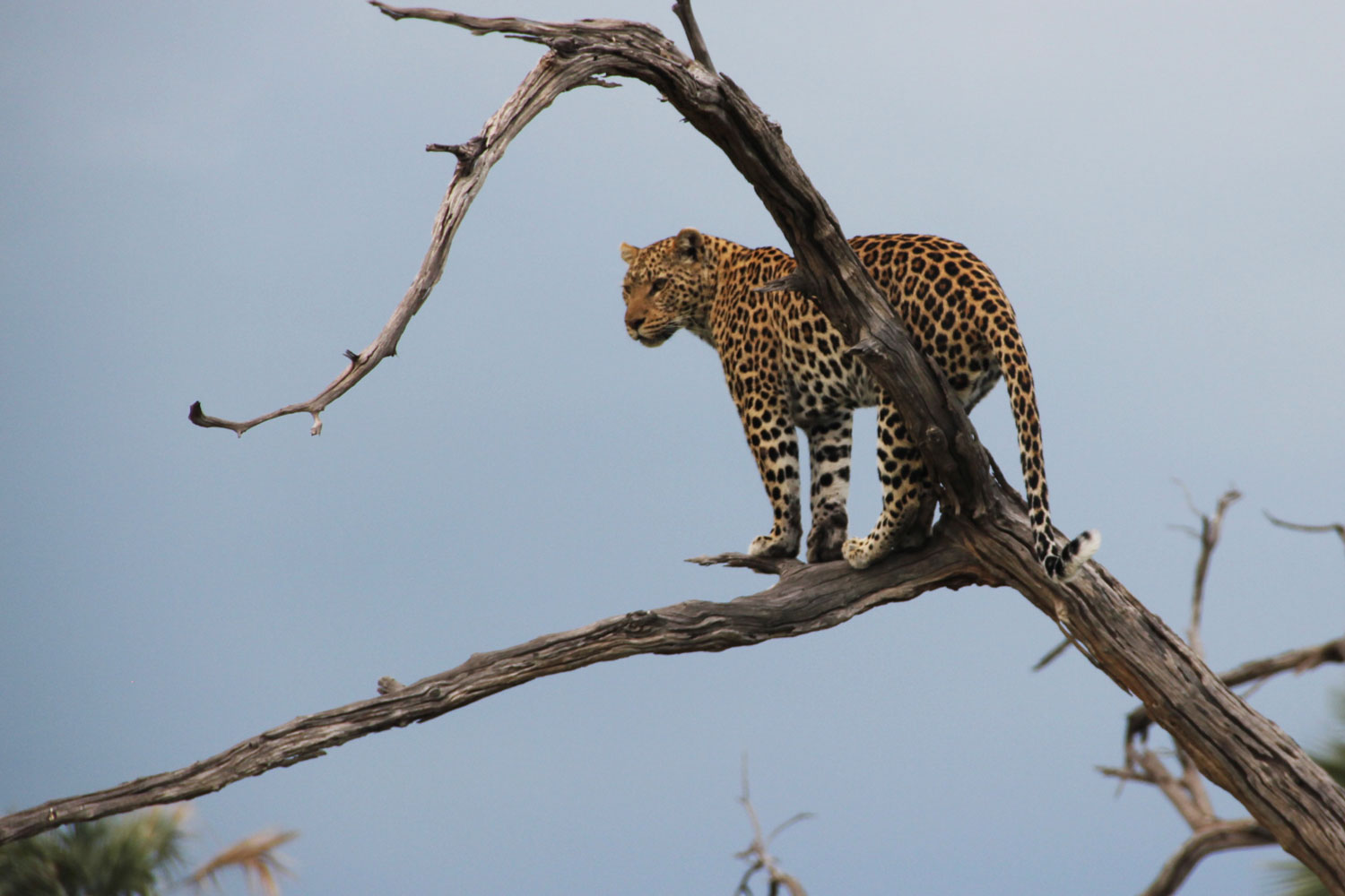 Leopard in the Okavango Delta