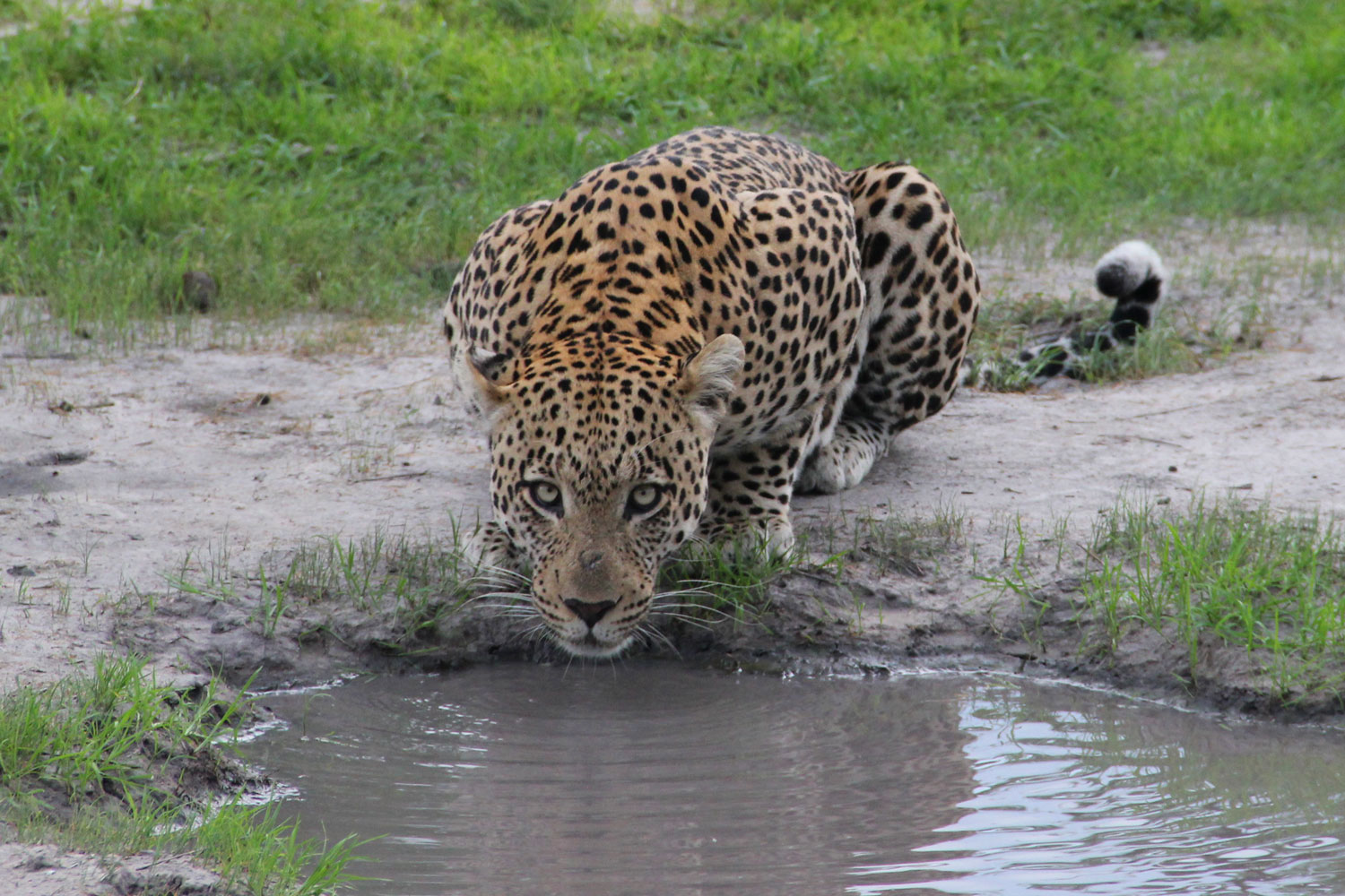 Leopard in the Okavango Delta