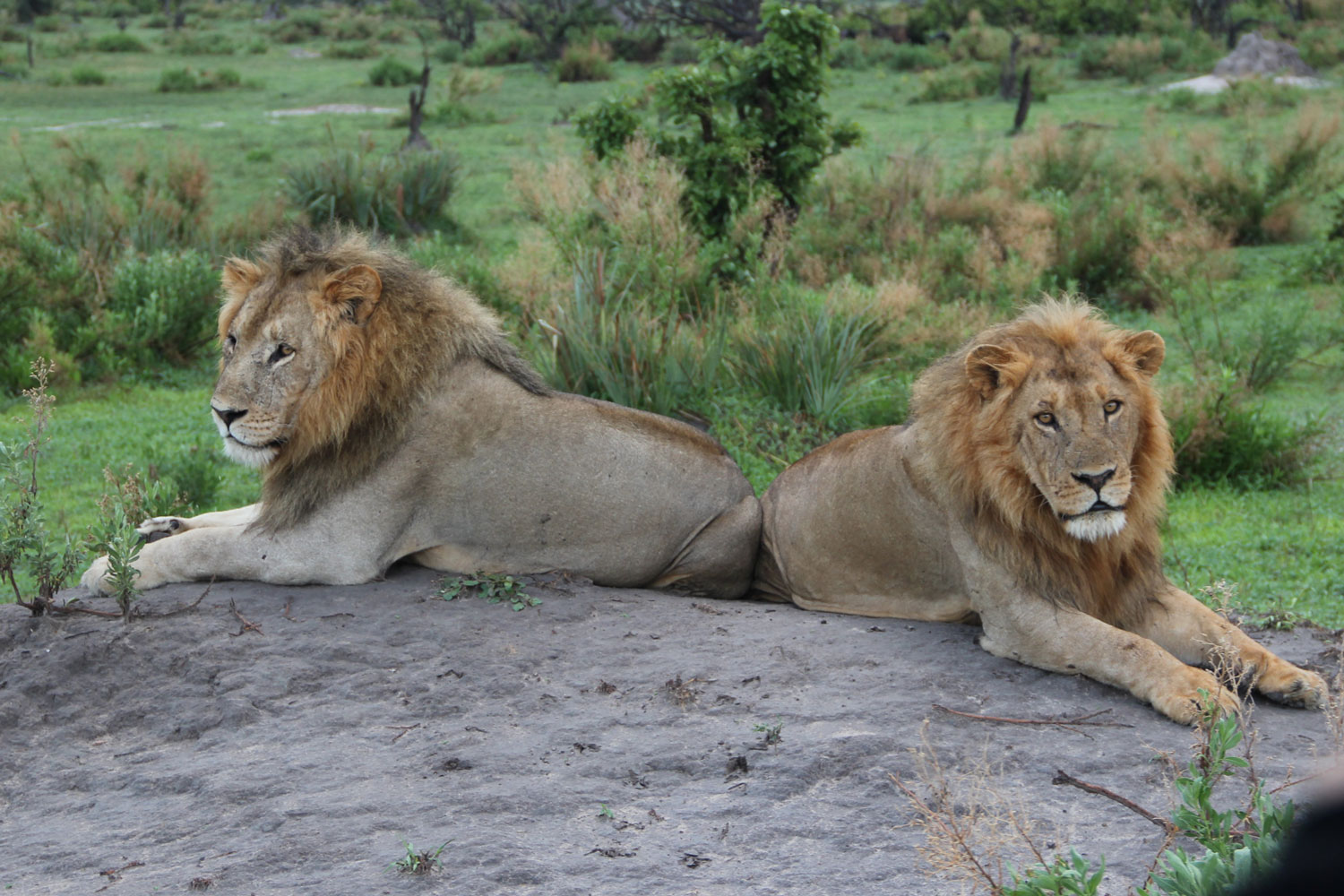 Lion in the Okavango Delta