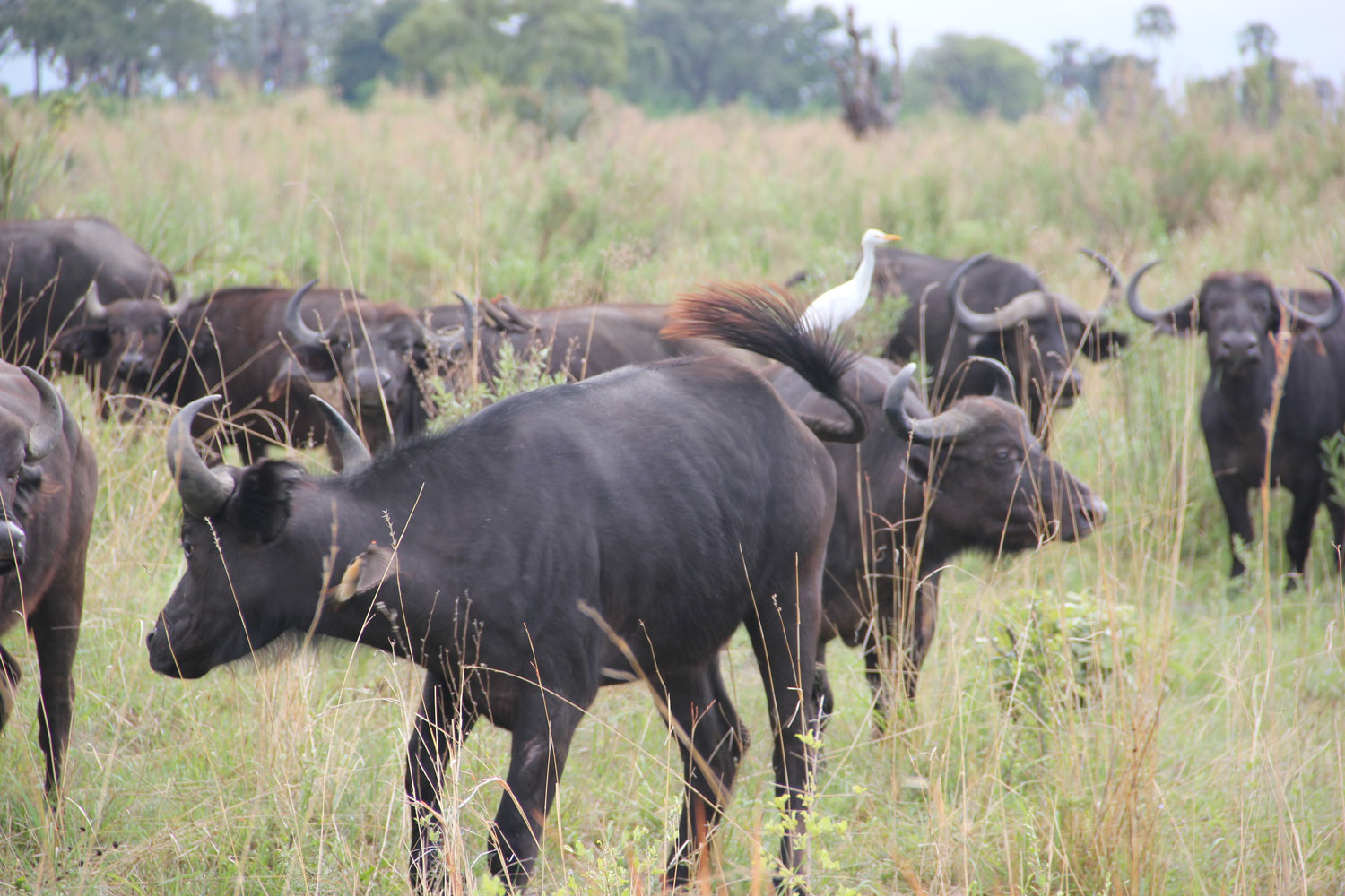 Buffalo in the Okavango Delta