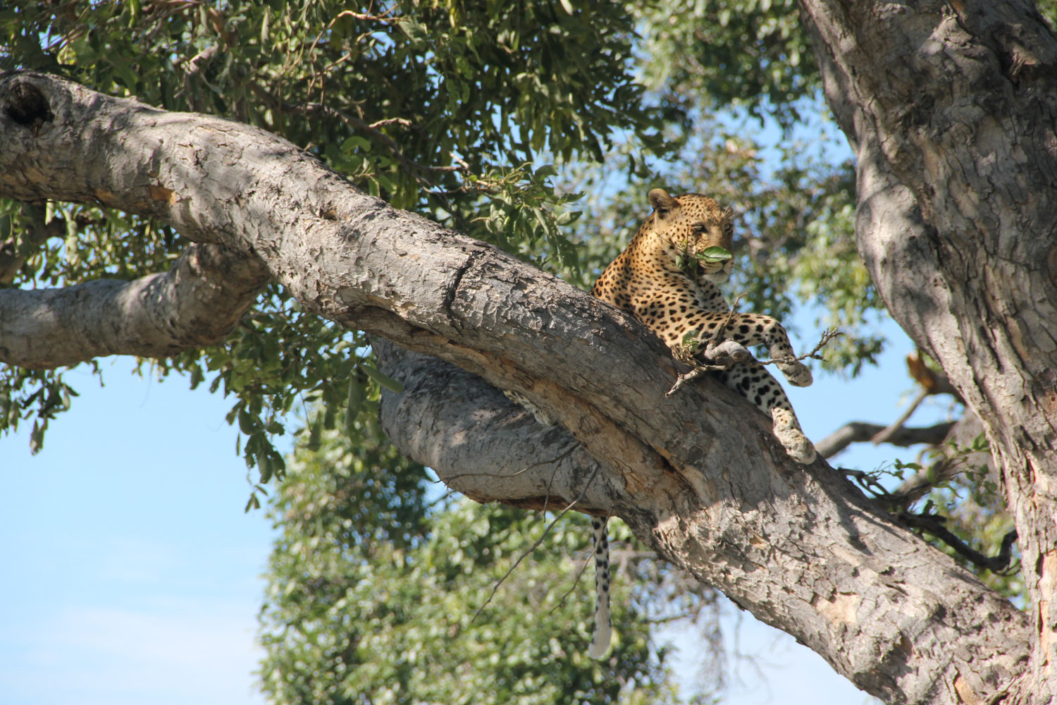 Leopard in the Okavango Delta