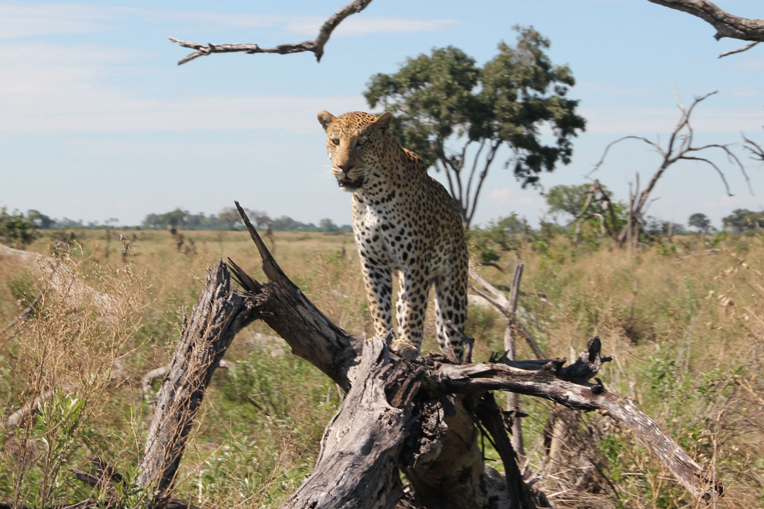 Leopard in the Okavango Delta