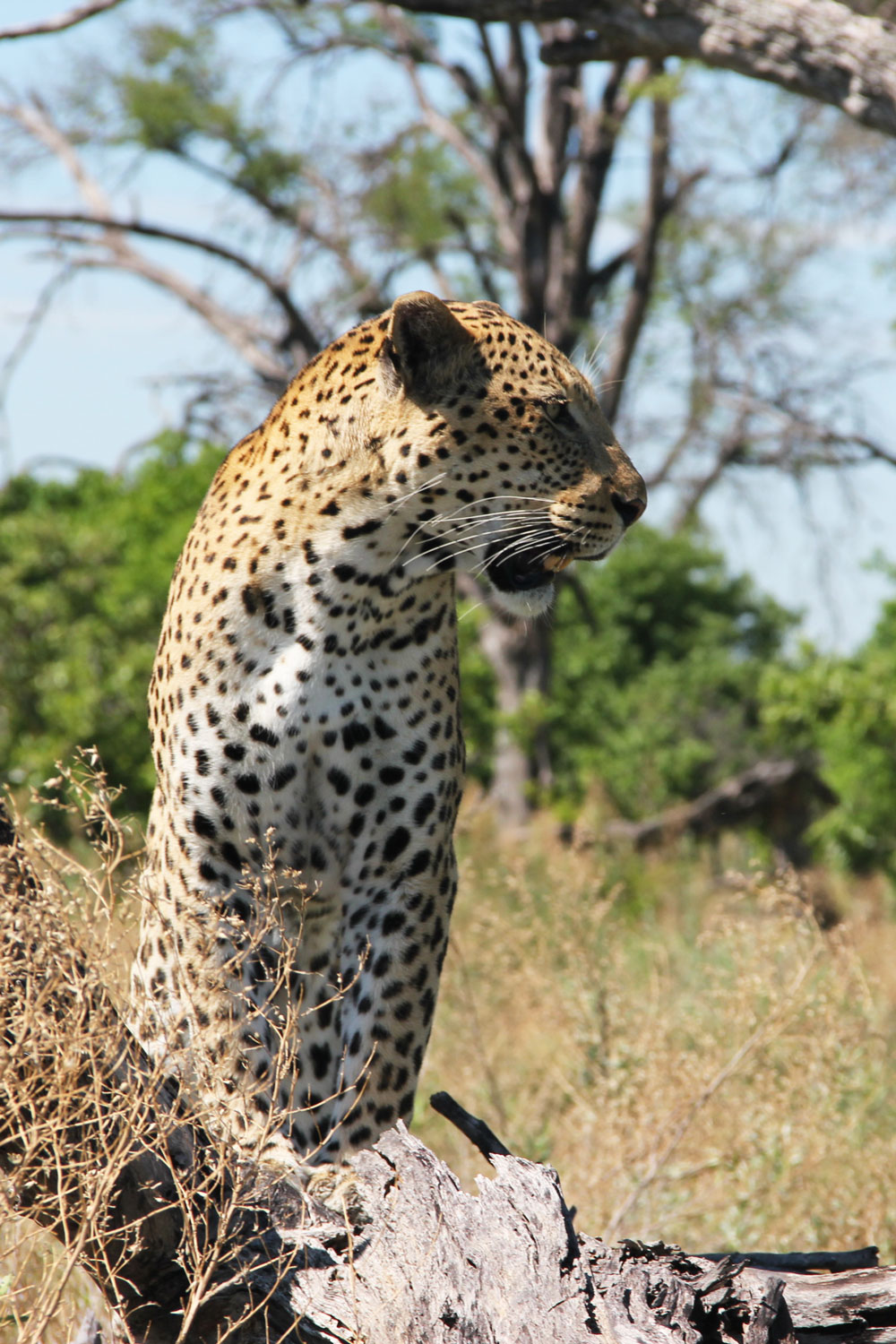 Leopard in the Okavango Delta