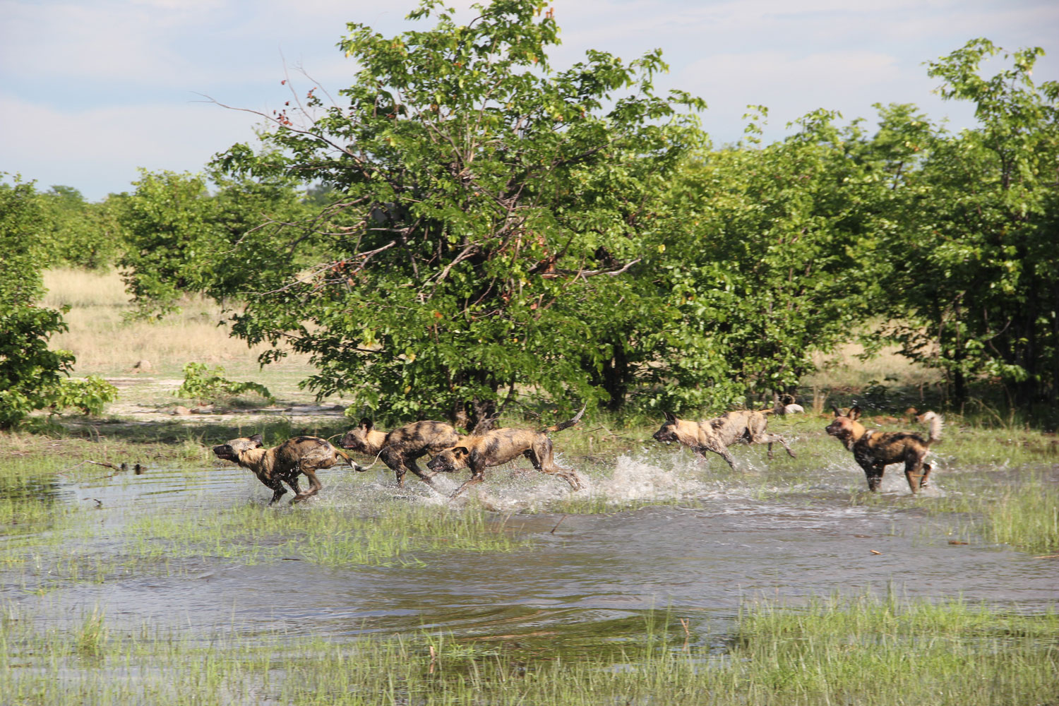 African wild dogs in the Okavango Delta