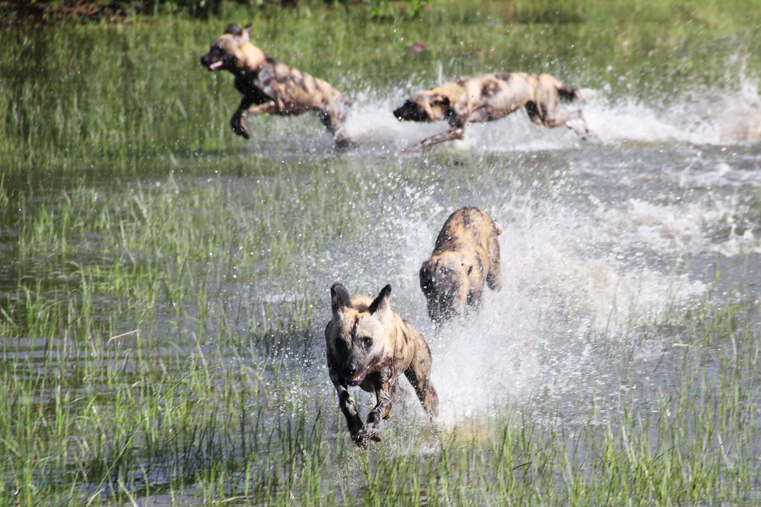 African wild dogs in the Okavango Delta