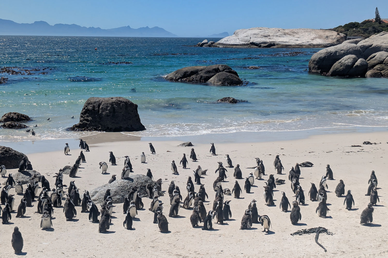 Penguins on Boulders Beach