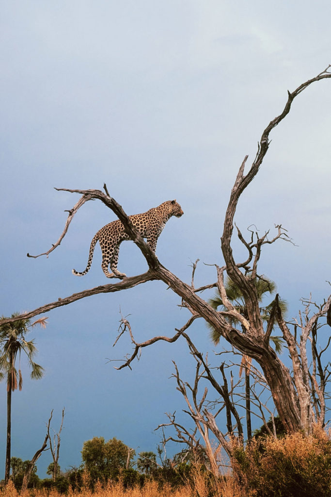 A Southern African Adventure: Atzaró Cape Town And Atzaró Okavango