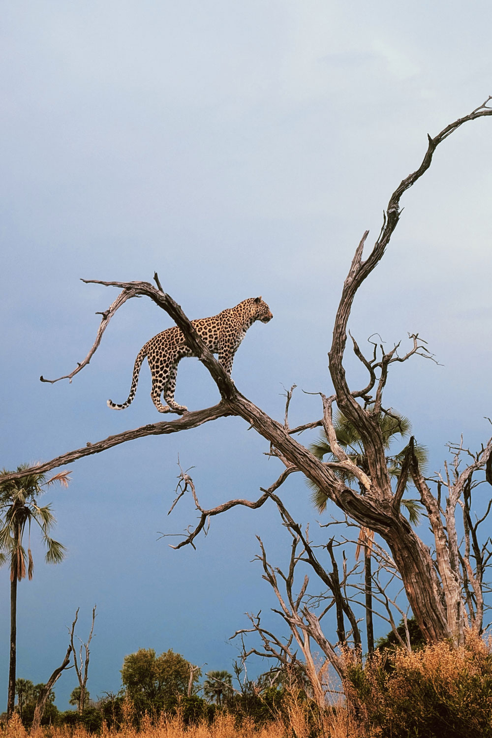 A Southern African Adventure: Atzaró Cape Town And Atzaró Okavango
