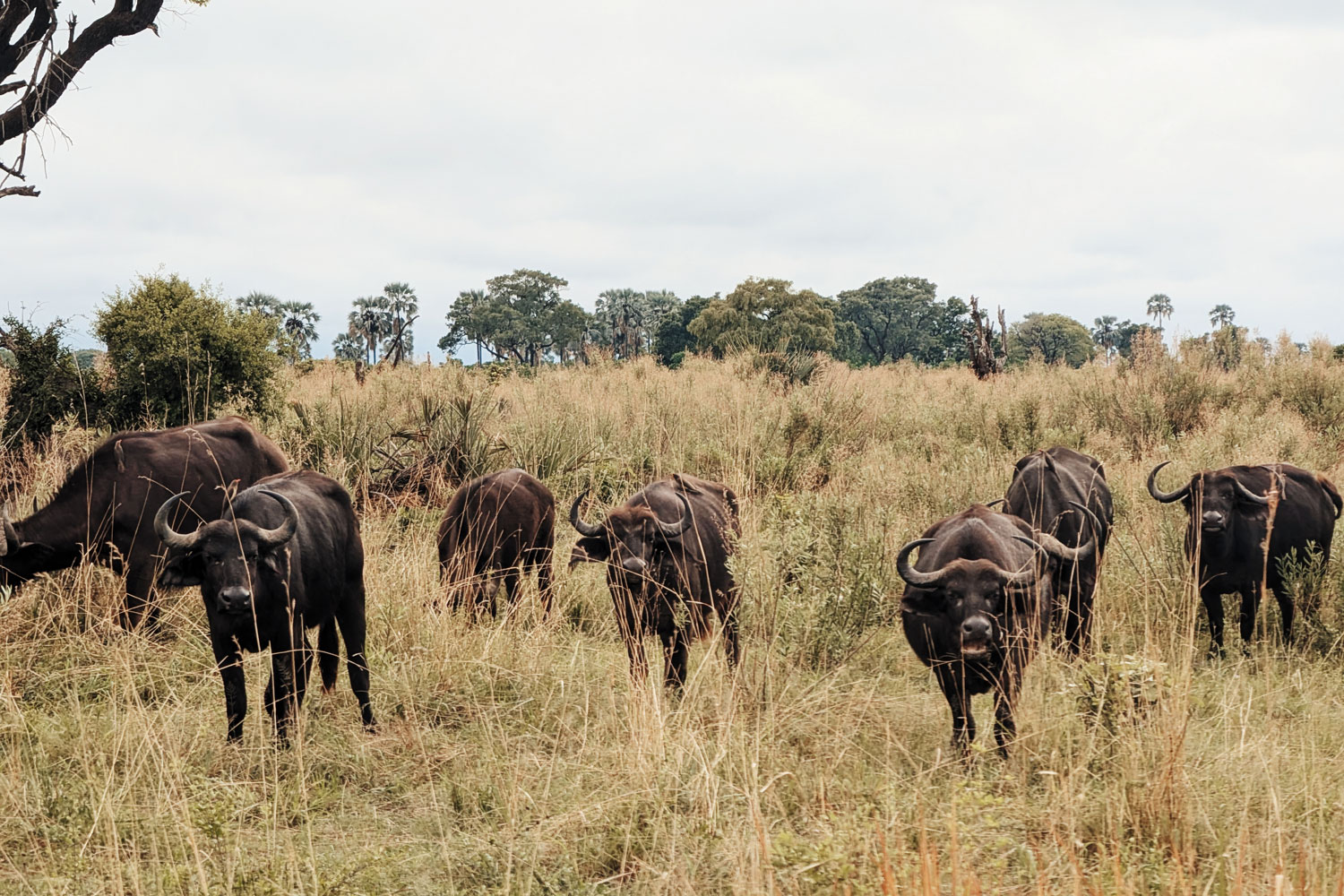 Buffalo in the Okavango Delta