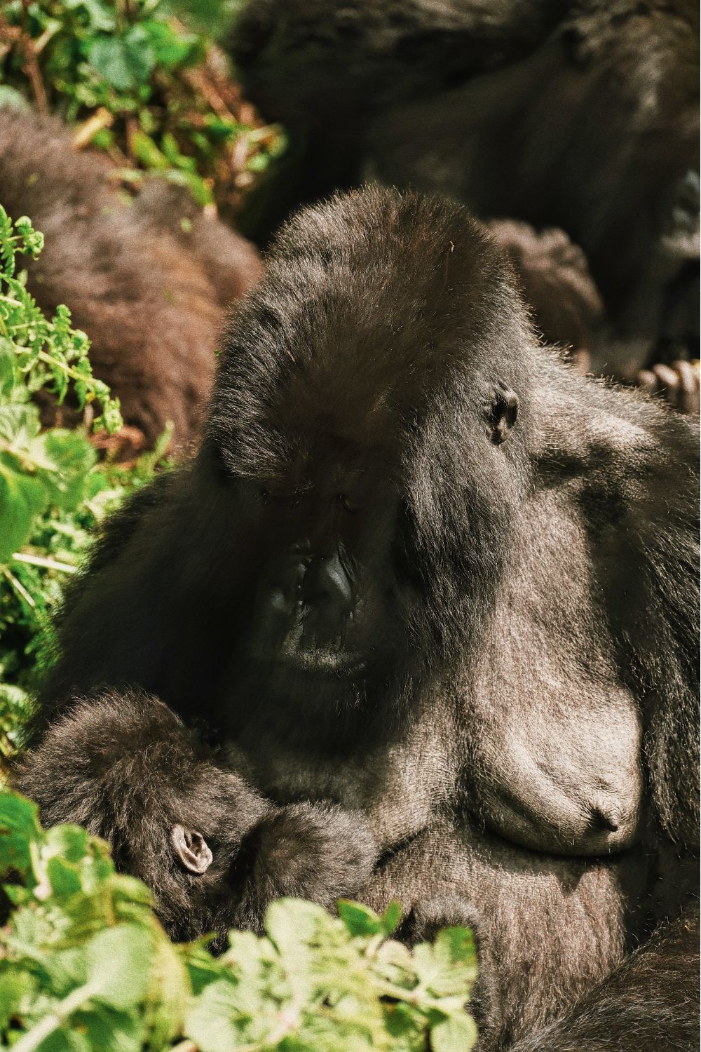 gorilla