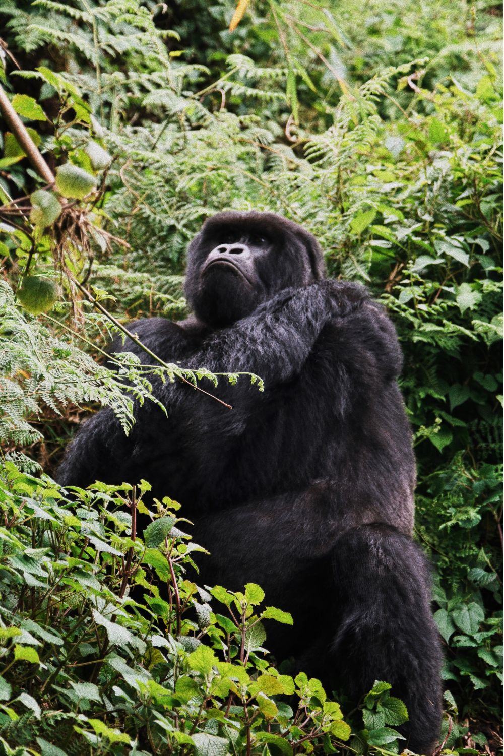 gorilla
