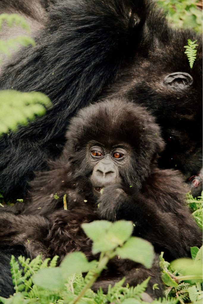 What Is It Like Meeting Gorillas In Rwanda?