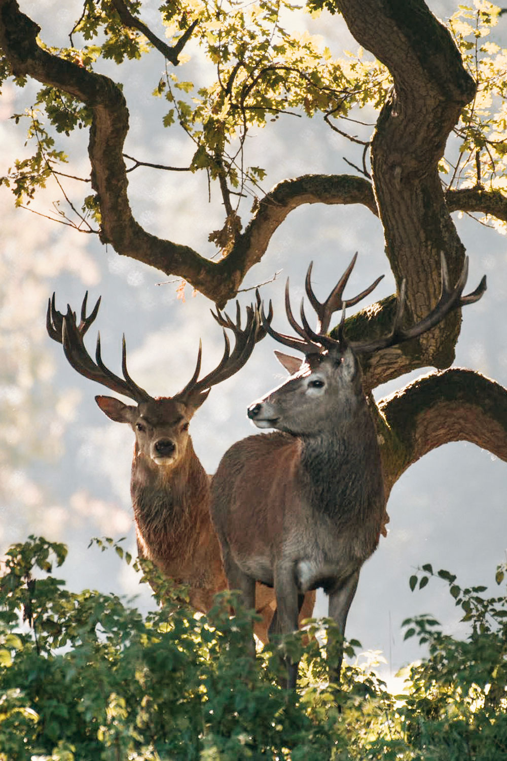 The Knepp Estate's Next Generation Is Rewilding Its Kitchen, Too