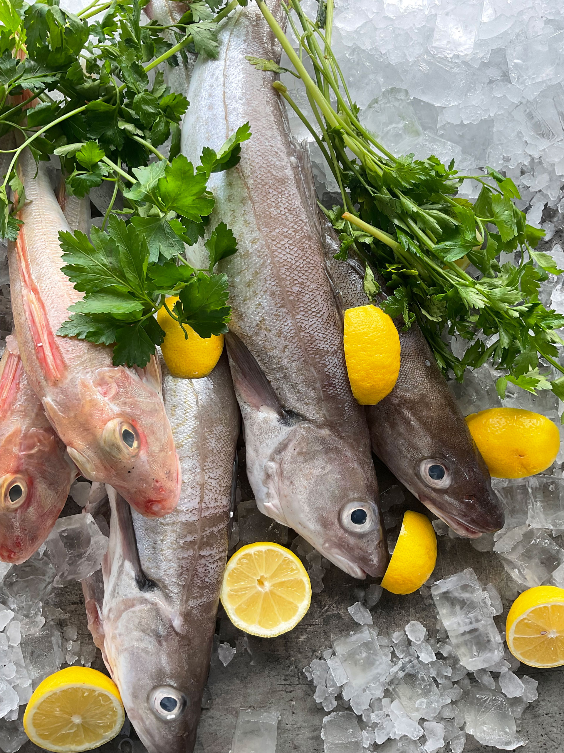 Whiting fish among herbs and lemons