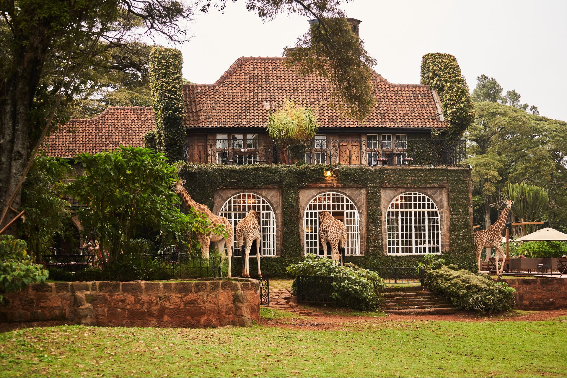 giraffe manor