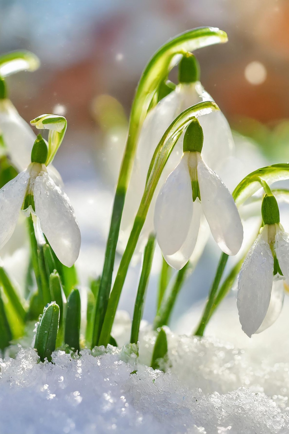 Snowdrops