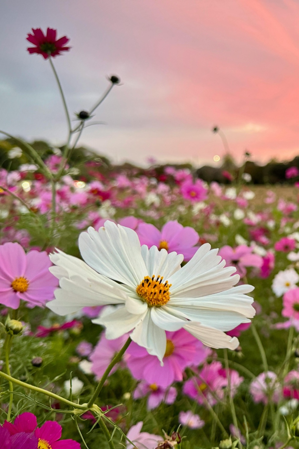 Cosmos flowers