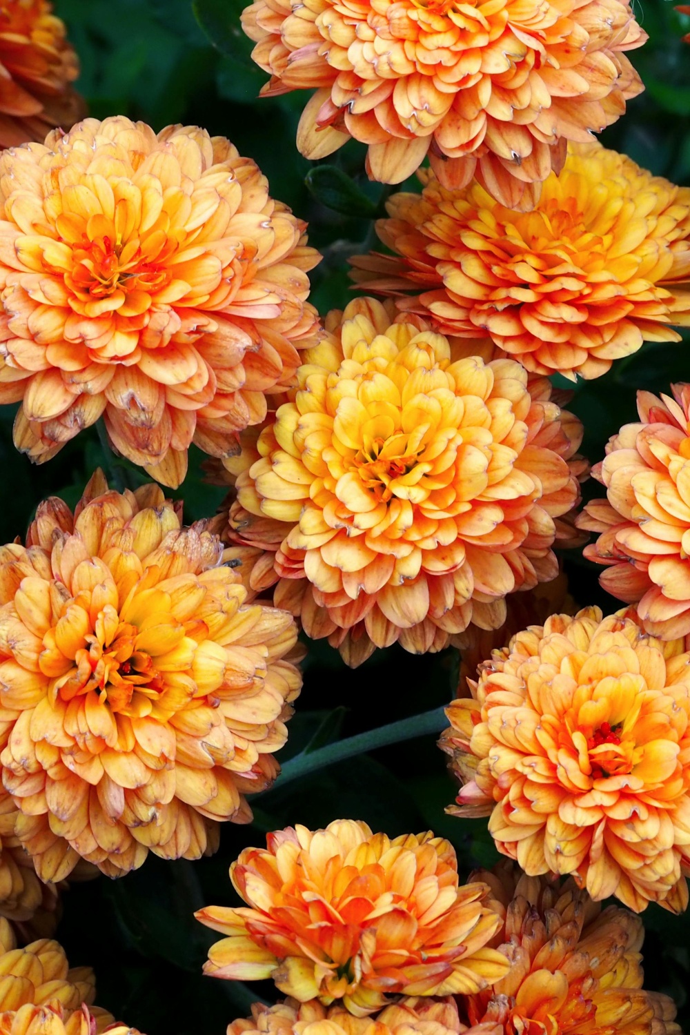 Chrysanthemum