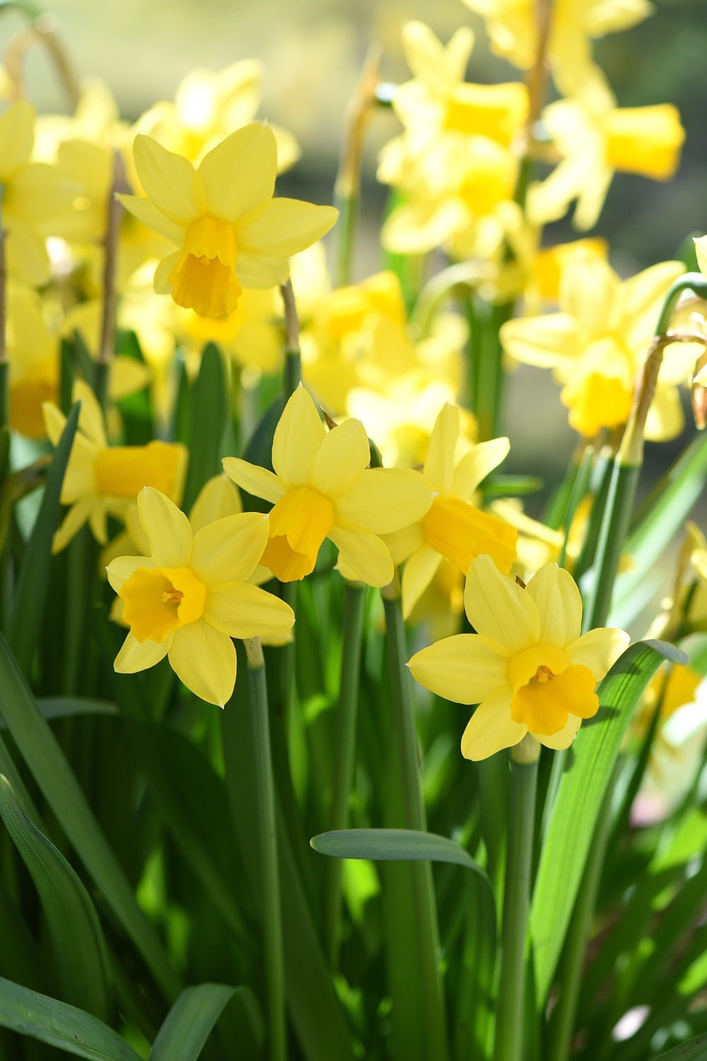 Daffodils