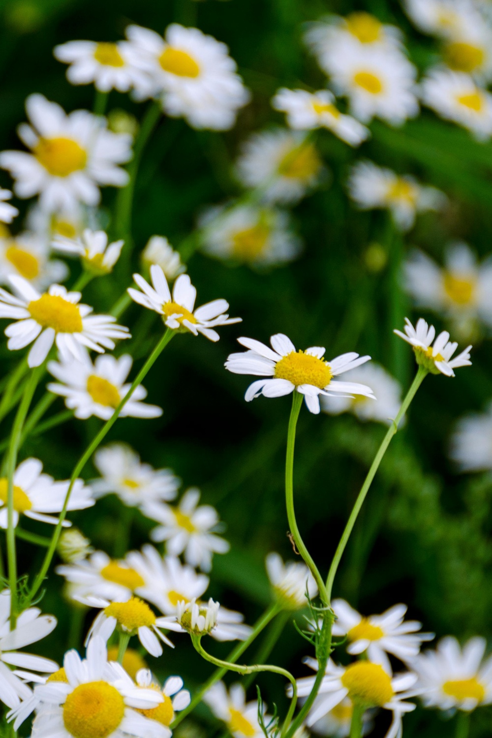 Daisies