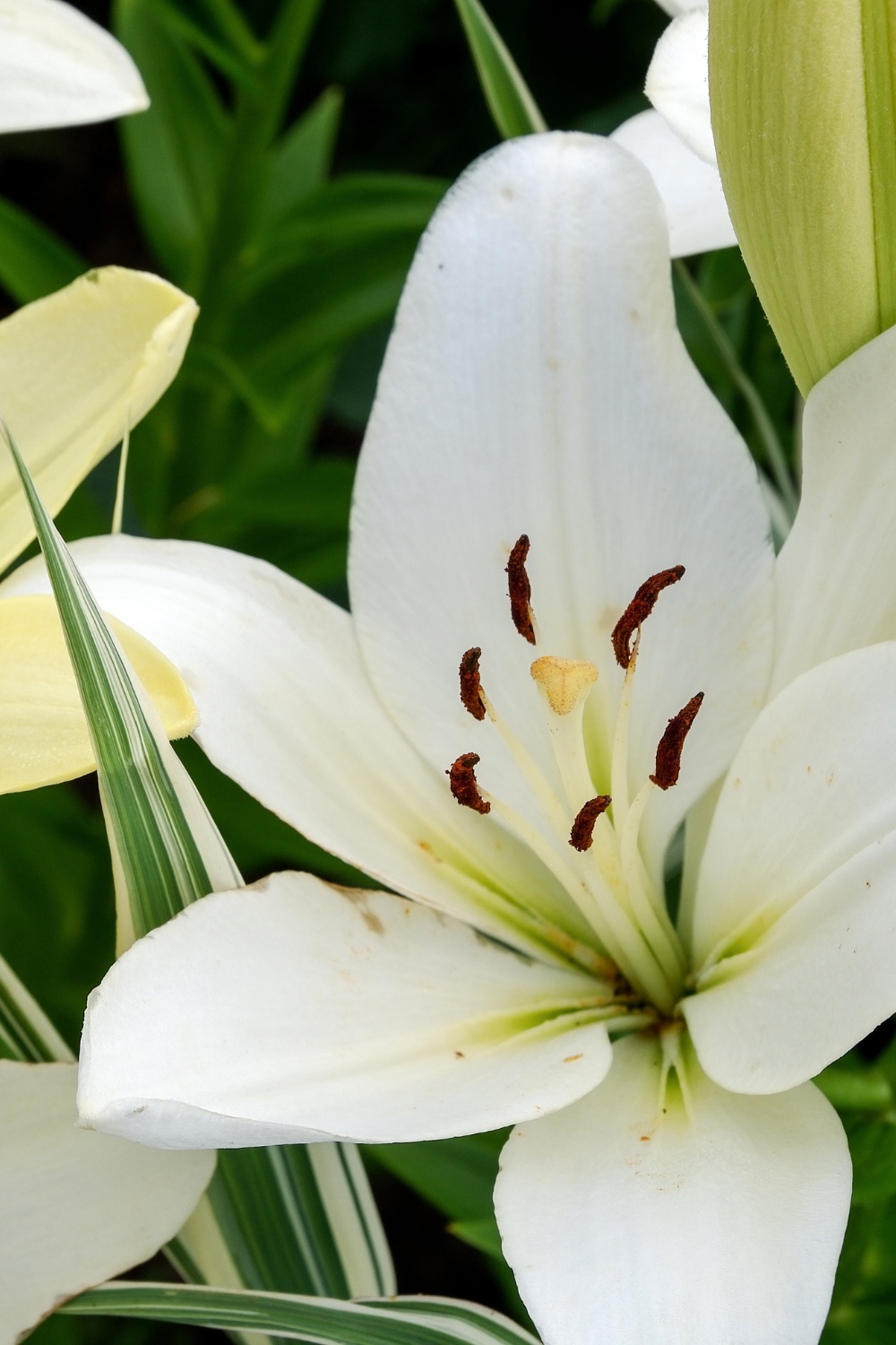 Lilies