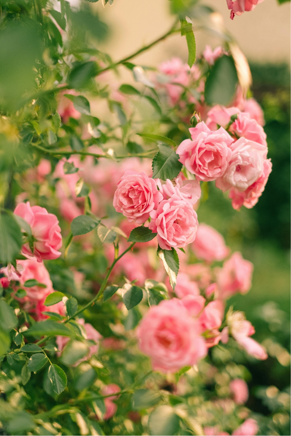 Pink roses